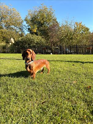 Jazavičar, mlad pas (1 godina i 3 meseca)