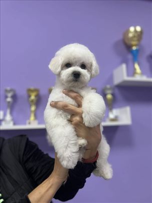 Kovrdžavi bišon, štene