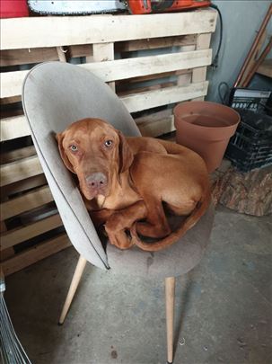 Mađarska vižla kratkodlaka, mlad pas