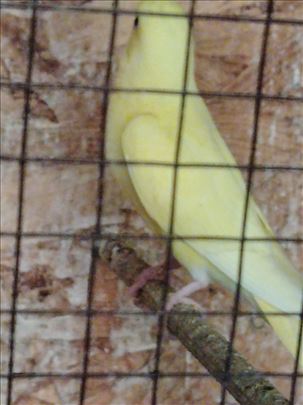 Mlade zdrave tigrice 