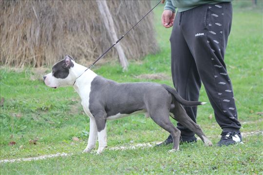 Američki stafordski terijer, odrastao pas