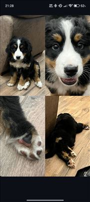 Bergamski pastirski pas,štene ženka papiri pedigre