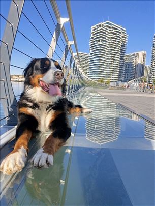 Бернски планински пас – мужјак за парење