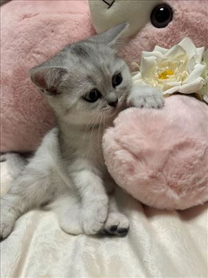 Britanska kratkodlaka, mače