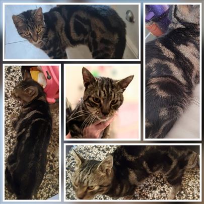 Mlad mačkić bengalskog lika traži dom