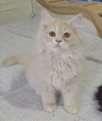 Predivni Persijski mačići