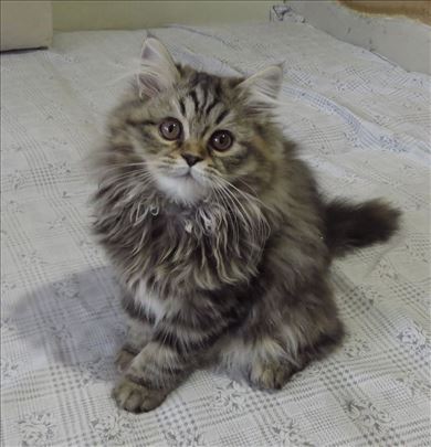 Predivni Persijski mačići