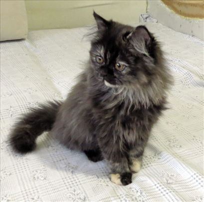 Predivni Persijski mačići