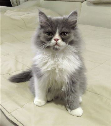 Predivni Persijski mačići