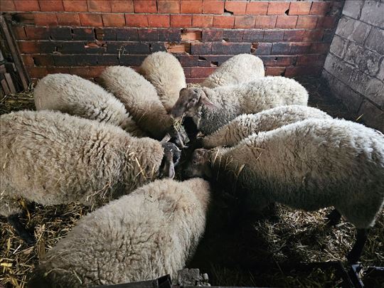 Prodajem jagnjad ,top roba 