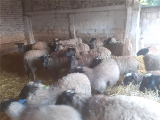 romanovske ovce i jaganjci