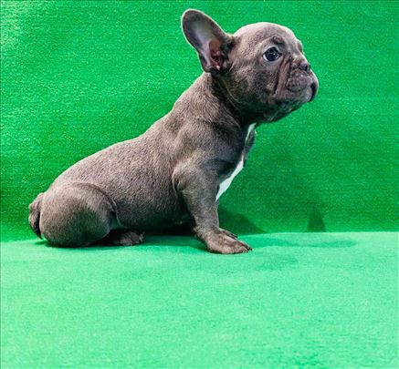 Zensko stene francuskog buldoga
