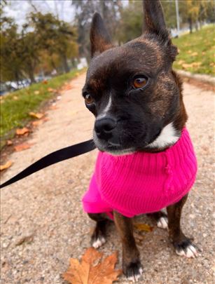 Bostonski terijer, mlad pas