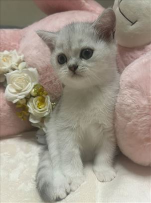 Britanska kratkodlaka, mače