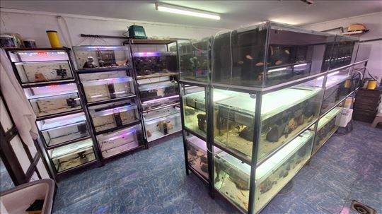 Ciklidi malavi cela farma na prodaju