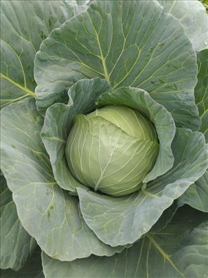 Kupus (potomak) na veliko