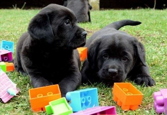 Labrador retriver, štene