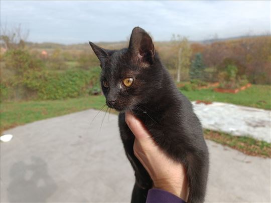 Mali macan traži dom