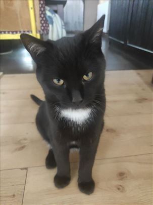 Poklanjaju se dve mace – mogu zajedno ili pojedina