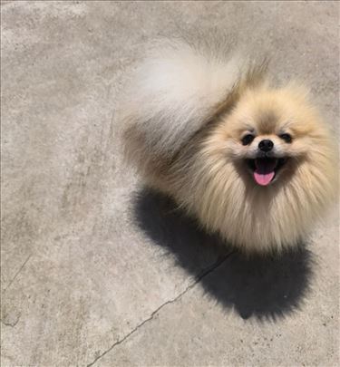 Pomeranac vrhunski parenje