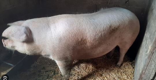 PRODAJEM KRMAČU 200kg