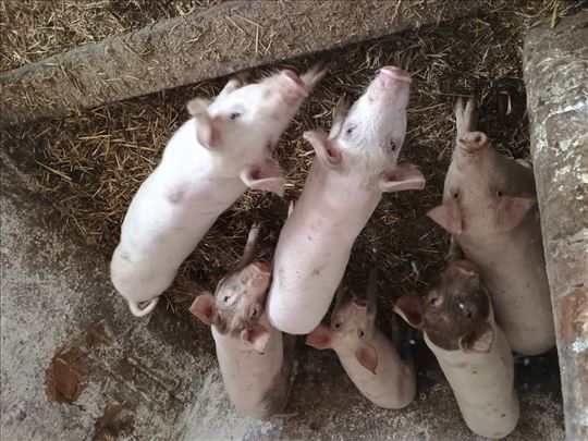 Prodajem prasice i krmace