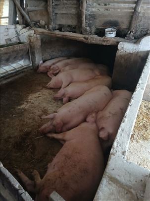 Prodajem svinje za klanje