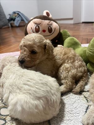 Pudle patuljaste Top