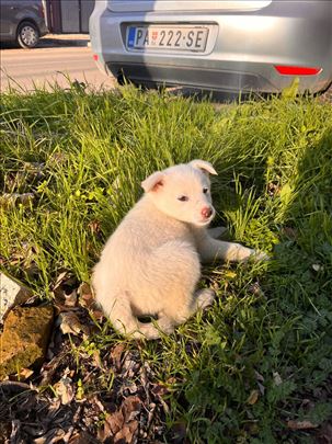 Mešanac, štene za udomljavanje