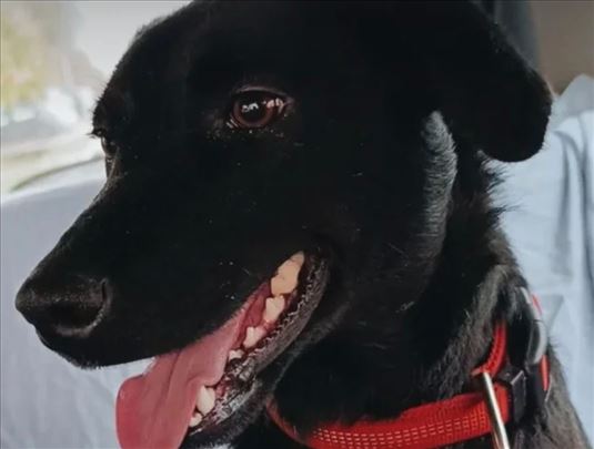 Poklanjam crnu labradorku