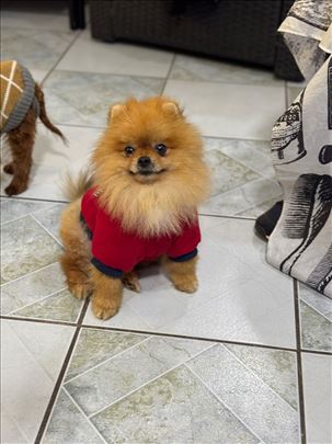 Pomeranci Boo prelepi medvedici