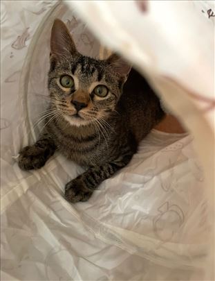 Razigrani mazuljak trazi dom