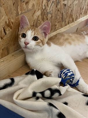 Seka najlepše mače traži dobar dom 