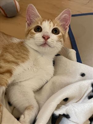 Seka najlepše mače traži dobar dom