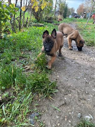 Belgijski ovčar, štene - sa pedigreom - jos 2