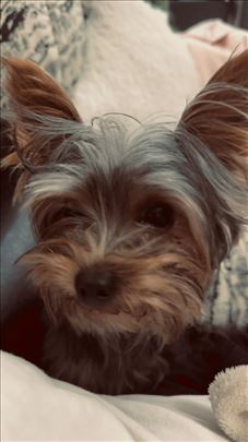 Jorkširski terijer, odrastao pas