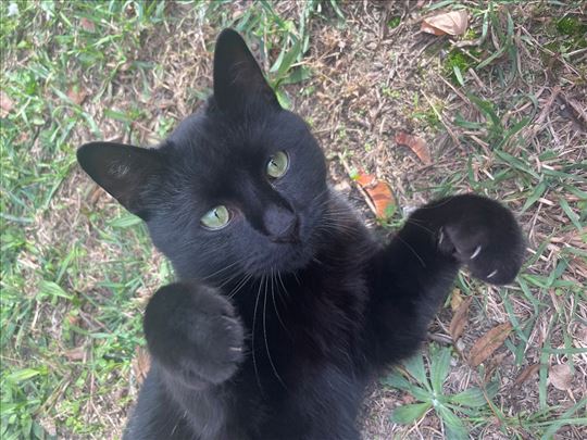 Lepi Cicko traži dom