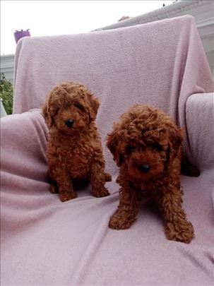 Pudla, ekstra crvena toy