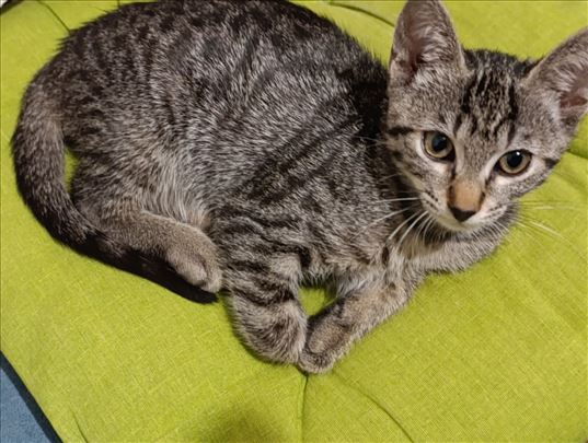 Beba iz Beograda hitno je za dom