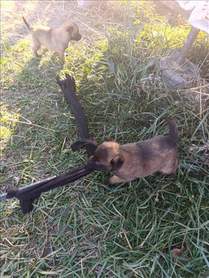 Belgijski ovčar, štene