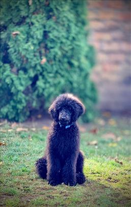 Kraljevska pudla štene 5 meseci crno-sive mužijak