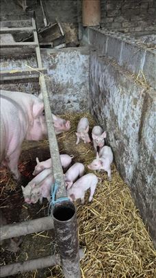 KRMAČA SA PRASIĆIMA