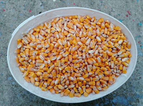 Kukuruz 2025, džakirano. Ruma