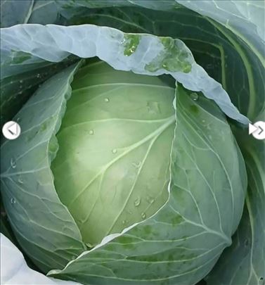 Kupus bravo-najbolja sorta za kiseljenje