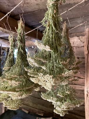 Osušena hajdučka trava na prodaju