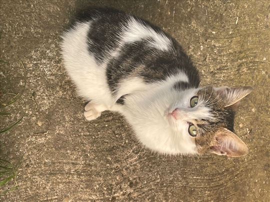 Poklanjam žensko mače 