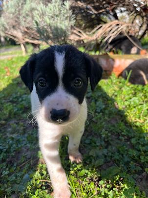 Štenci spremni za udomljavanje!