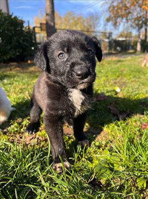 Štenci za udomljavanje -još 1 crna ženka dostupna!