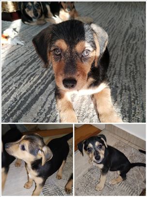 Stenci terijera na poklom