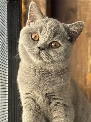 Britanska kratkodlaka, mače